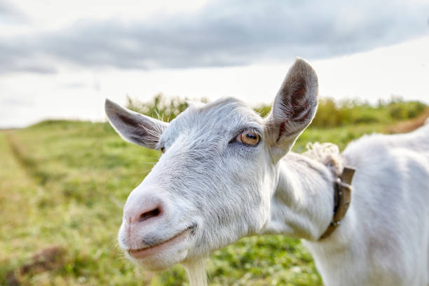 istock A rural dairy white goat grazes in a meadow. 1620719339