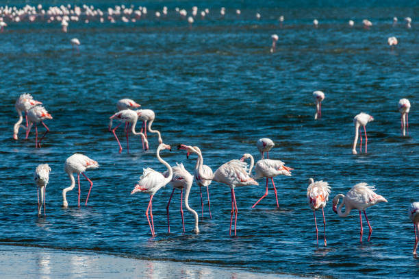 istock Flamingos near Walvis Bay 1620721494