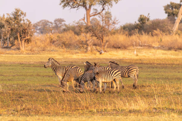 Telephoto shot of a large herd of Burchell's Plains zebras, Equus quagga burchelli, running on the dry lands of the Okavango Delta, Botswana.