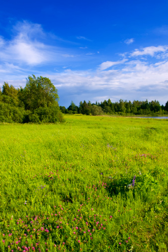 green meadow with lake in the background