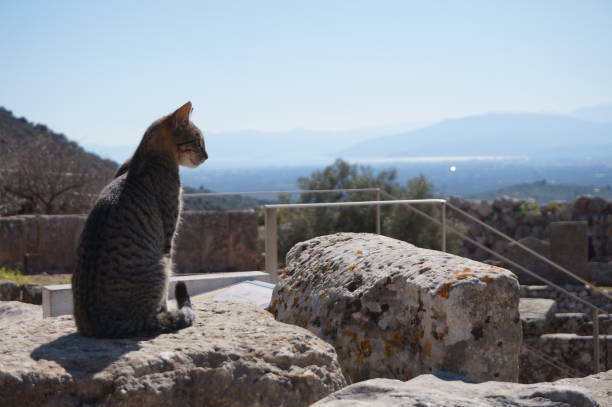 Cat overseeing the archaeological site of Mycenaea