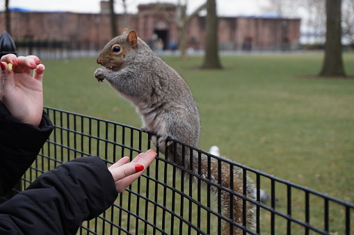Squirrel at Battery park, NY