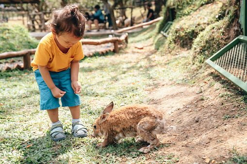 a toddler feeding rabbit  in farm