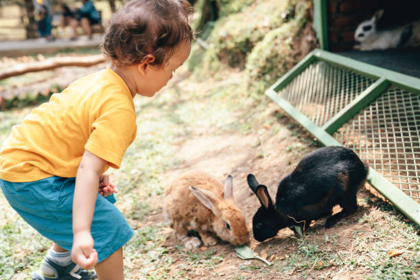 istock a toddler feeding rabbit  in farm 1620736038