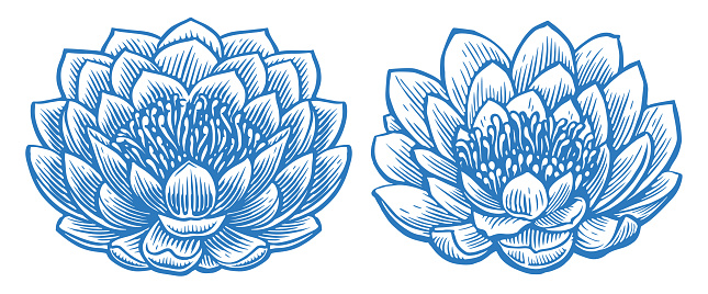 Lotus and lily. Blooming flower with petals. Sketch vector illustration