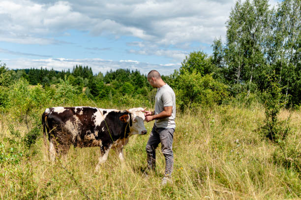 istock A touching interaction as a man showers his cow with tender care 1620752260