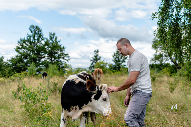 istock An image of a man and his cow finding shared contentment 1620754403