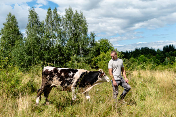 This image illustrates the unwavering bond between a man and his cow, exemplifying the unique and profound friendship they share