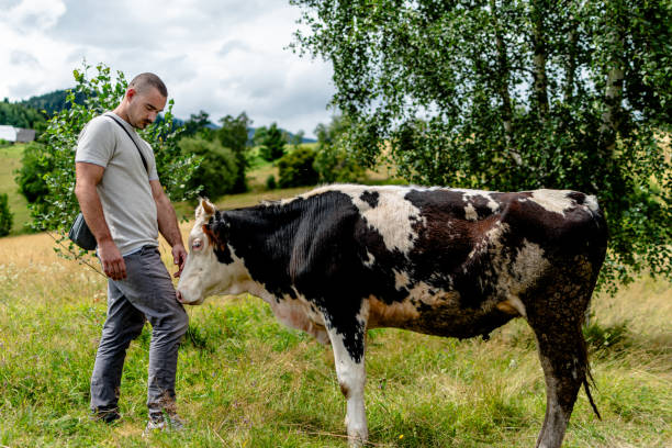 istock A touching scene of affectionate moments between a man and his cow 1620757054