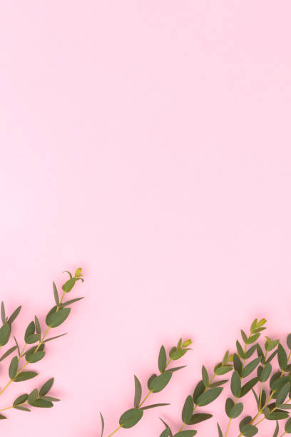 istock Eucalyptus branch on a pink background. 1620758713