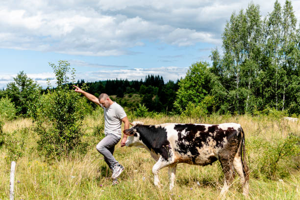 istock An endearing bond between a young man and his cherished cow 1620759326