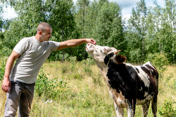 istock A scene of a man's gentle affection for his cherished cow 1620760408