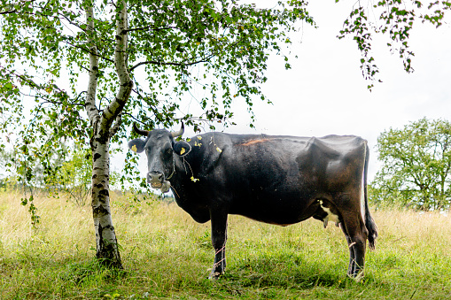 A portrait of a cow standing in a meadow looking backwards. The mammal animal is black with white legs and produces milk for diary products.