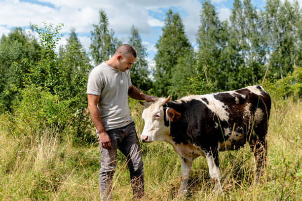 istock A scene of gentle affection between a man and his beloved cow 1620764132