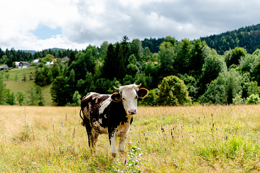 This image portrays the tranquility of a cow as it grazes on a serene meadow, embodying the natural harmony between the animal and its environment
