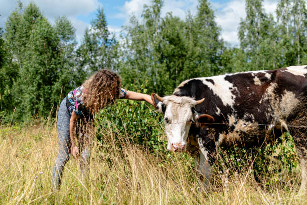 istock A touching image of a woman nurturing her cow's friendship 1620765705