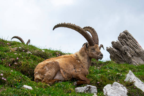 Forni di Sopra, Friulian Dolomites, Truoi dai Sclops - Sentiero delle Genziane, Alpine ibex stock photo