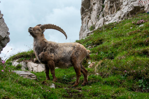 Forni di Sopra, Friulian Dolomites, Truoi dai Sclops - Sentiero delle Genziane, Alpine ibex stock photo