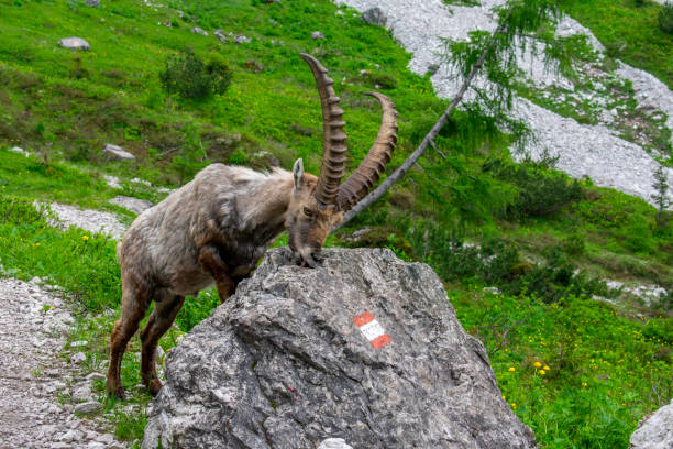 Forni di Sopra, Friulian Dolomites, Truoi dai Sclops - Sentiero delle Genziane, Alpine ibex stock photo