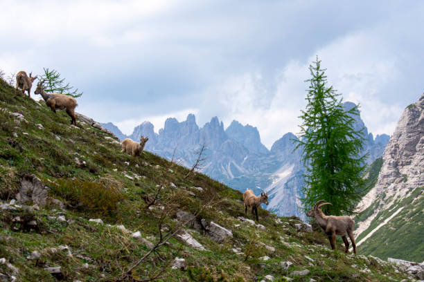 Forni di Sopra, Friulian Dolomites, Truoi dai Sclops - Sentiero delle Genziane, Group of Alpine ibex stock photo