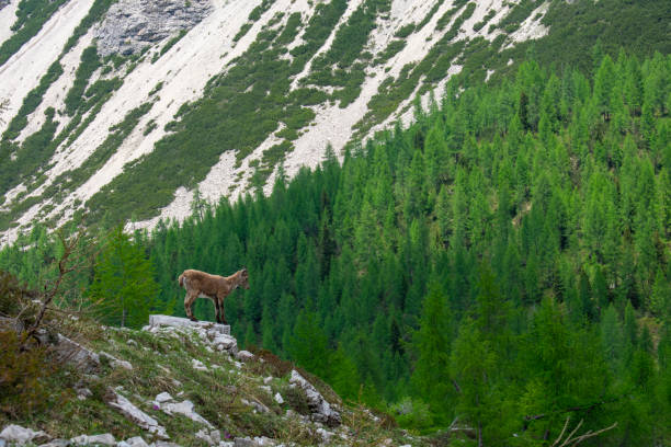 Forni di Sopra, Friulian Dolomites, Truoi dai Sclops - Sentiero delle Genziane, Alpine ibex stock photo