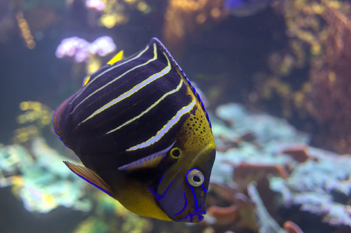 Koran Angelfish Fish in Aquarium. Marine life, exotic fish, subtropics.