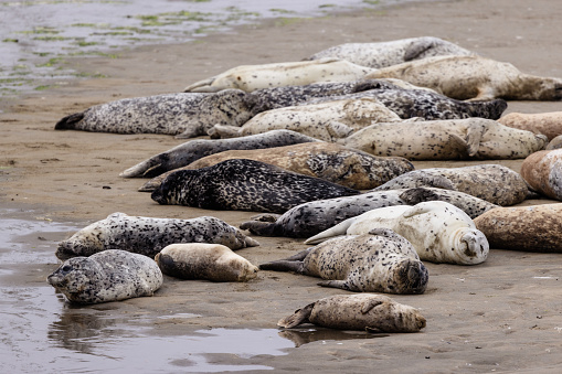 Harbor seals resting on the beach