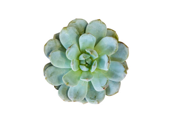 istock Miniature succulent plants isolated 1620795309