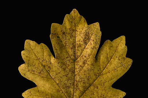 Macro of Back Lit Leaf on Dark Background.