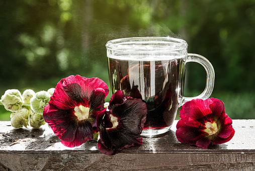 Herbal medicinal tea drink made of Alcea Rosea Nigra, Alcea rosea, the common hollyhock, Alcea rosea. Glass cup with tea against nature background fresh flower petals scattered.