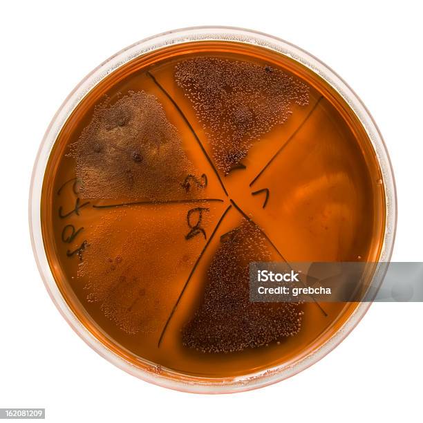 Bakterien Kolonien Auf Petrischale Stockfoto und mehr Bilder von Agargel - Agargel, Bakterie, Biologie