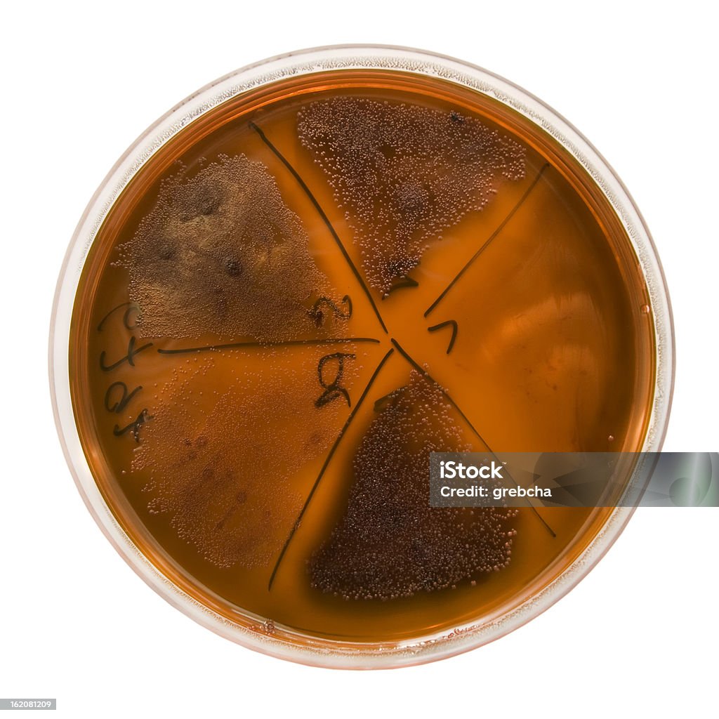 Batteri colonie sulla Piastra petri - Foto stock royalty-free di Agar
