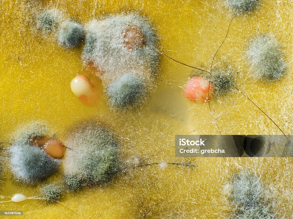 Macro shot of moho - Foto de stock de Agar-agar libre de derechos