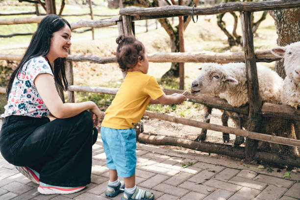 istock asian mother with her kid  feeding sheep 1620816004