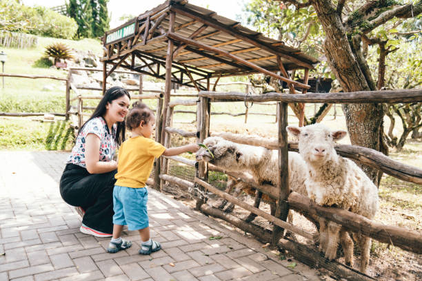 istock asian mother with her kid  feeding sheep 1620816014