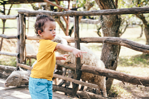 a kid feeding sheep in farm