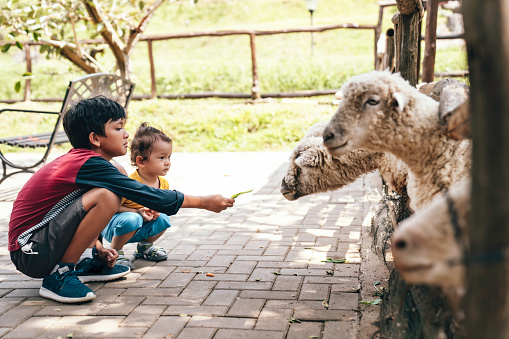 a kid and his little brother  feeding sheep in farm