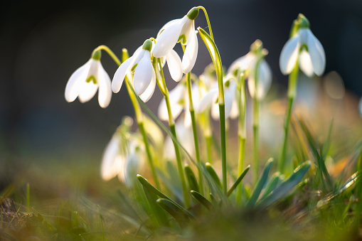 White Galanthus nivalis snowdrop flowers in morning light with copy space on blurred background
