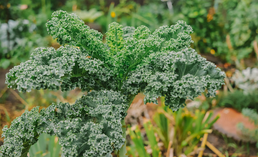cabbage leaves kale bush closeup in vegetable garden selective focus