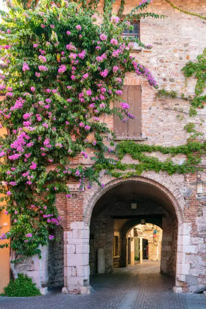 Photo of Bougainvillea on brick wall in Sirmione old town