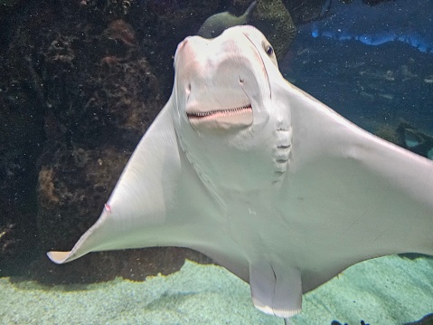 Batoidea Ray Sea Fish