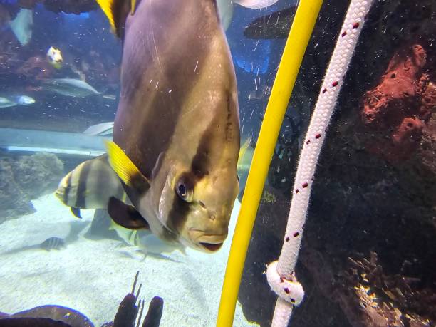 istock Sea ocean fish aquarium portrait 1620832228
