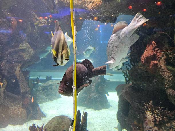 istock Sea ocean mixed fish aquarium 1620832244