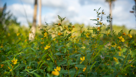 Yellow flowers on green vegetation, in a park within Florida Marsh land area