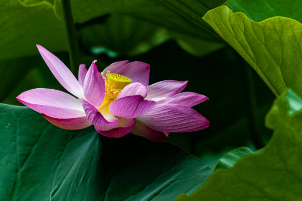 istock lotus blooming in summer 1620840732