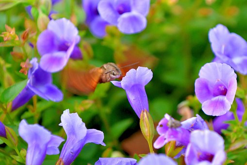 Hummingbird hawkmoth, also known as Cephonodes hylas, Coffee bee hawkmoth, Pellucid hawkmoth, or Coffee clearwing, is hovering and sucking nectar from torenia flowers, using its proboscis.
Hummingbird hawkmoth, with a size of 5-7 cm, is a moth of the family Sphingidae. It has transparent wings and stout body like a bumble bee.
Torenia, also known as wishbone flower, is a perennial plant. The plant derives its name from the wishbone-shaped stamen found inside the flower’s throat. The plant is in bloom in summer and autumn and the flowers come in various colors, including white, blue, purple, yellow and violet.