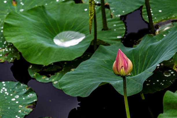 lotus blooming in summer - the scenery of Nanhu Park in Changchun, China in summer