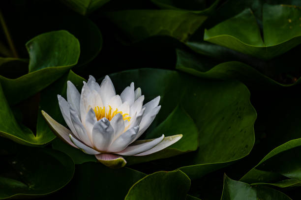 istock lotus blooming in summer 1620841902