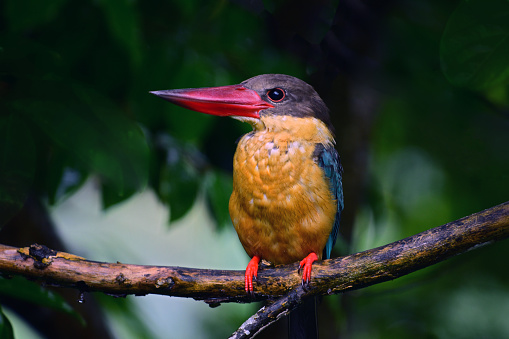 Stork Billed Kingfisher perched on a branch after rain - Bird photography.