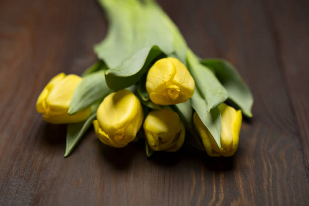 Fresh yellow tulips on wooden background